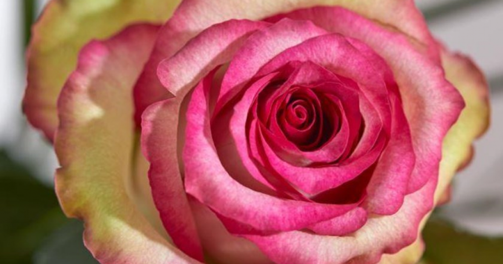 EU General Court clarifies scope of protection for plant variety denominations