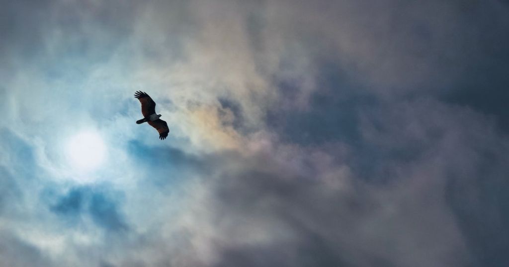 Battle of the eagles: Trademark infringement and ‘indirect’ confusion