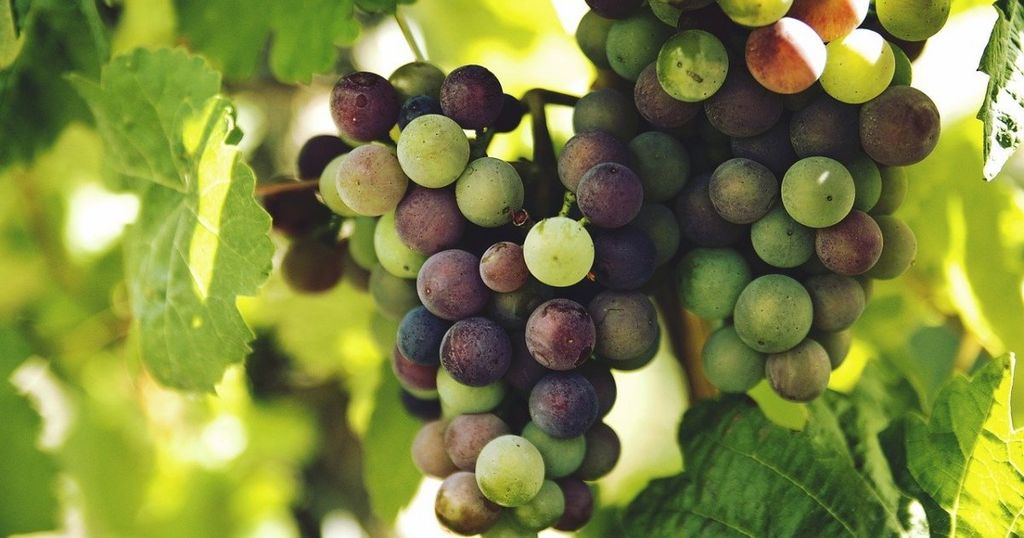 “Natural wine”: commercial success in a legal vacuum