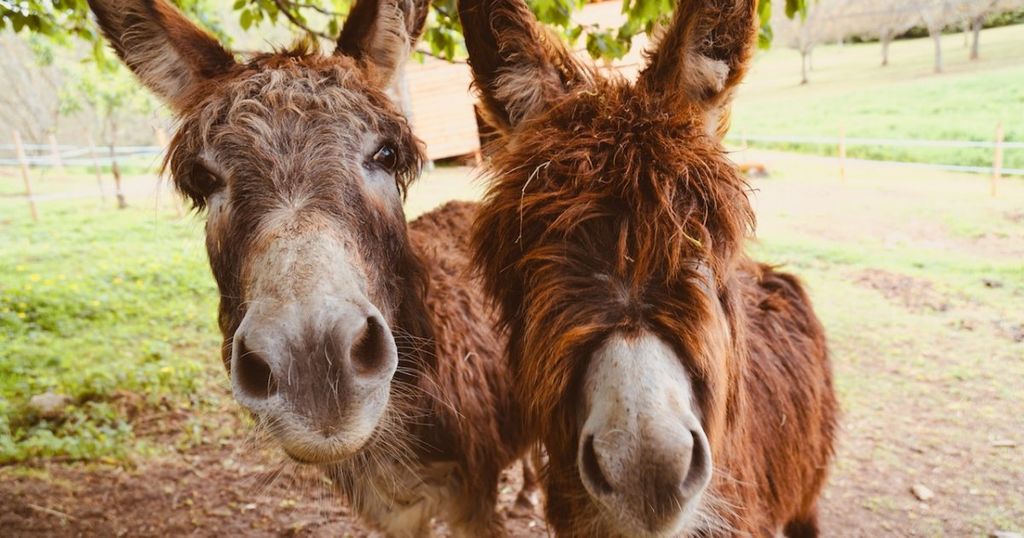 Brexit from another angle: Domain names and donkeys