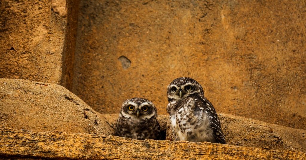 De ene uil lijkt op de andere (2)