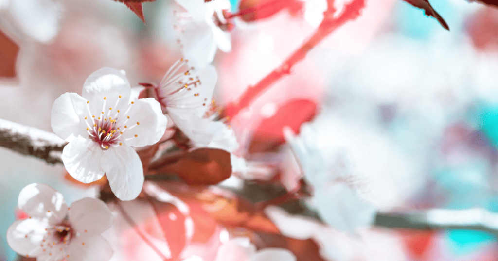 Sow smart, bloom surely: The importance of scheduling a new trademark search