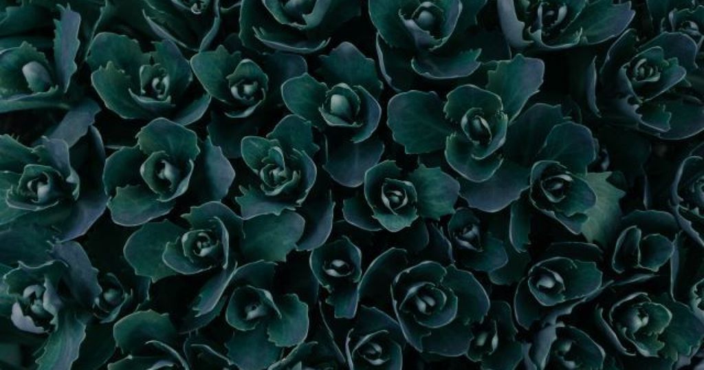 Alles wat je moet weten over de WIPO procedure voor de beslechting van domeinnaamgeschillen