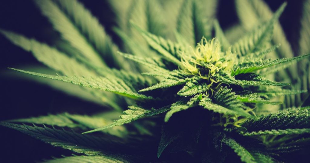 ‘Cheese’ is beschrijvend voor cannabiszaden; merk nietig verklaard