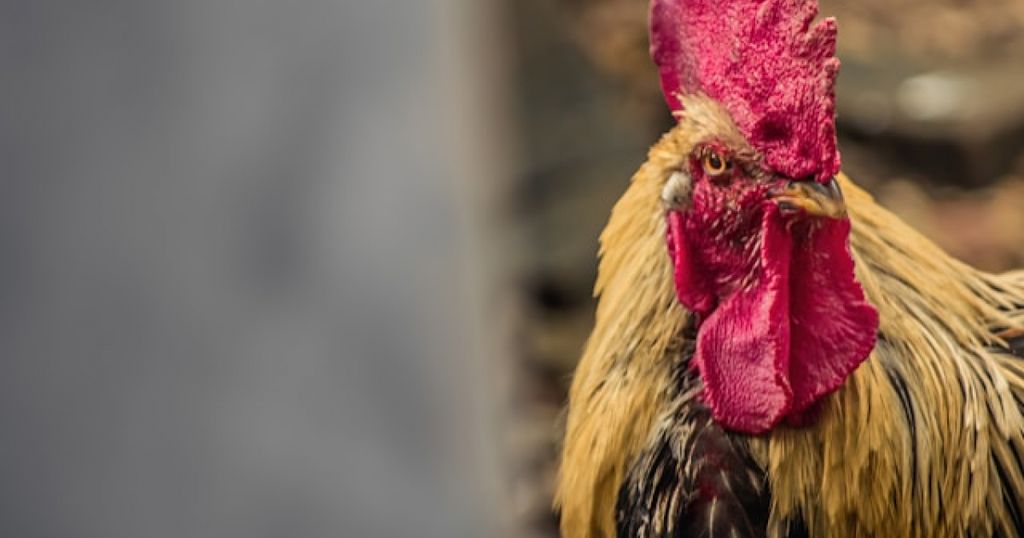 De Franse haan kraait