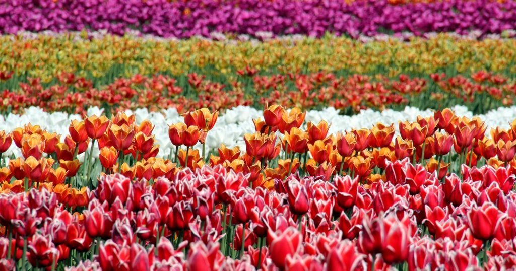 Comment sentez-vous le futur de votre propriété intellectuelle?