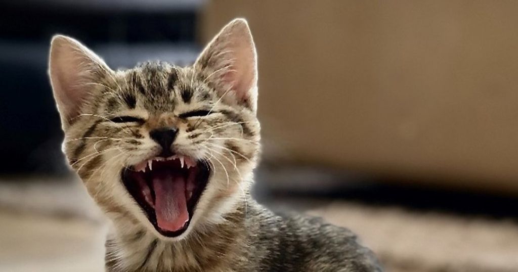 Caterpillar wins catfight over feline trademark at the EUIPO