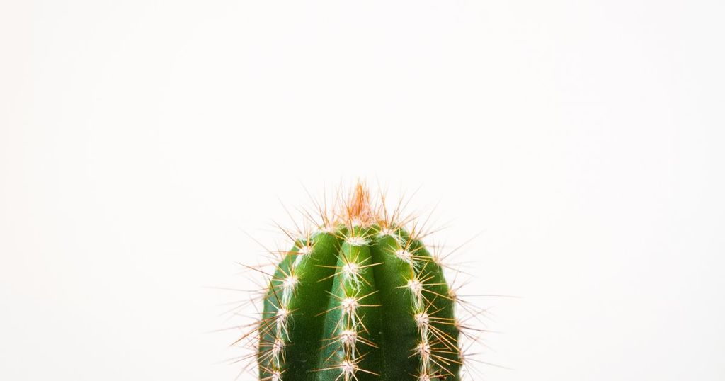 Public policy and offensive trademarks