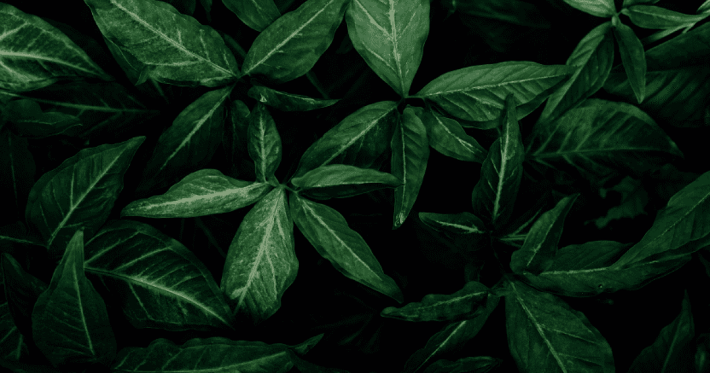 Eco, sustainable, natural, organic… who can register "green" trademarks?