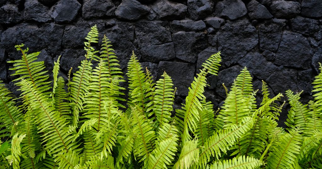 Het onderscheidend vermogen van The Not Company