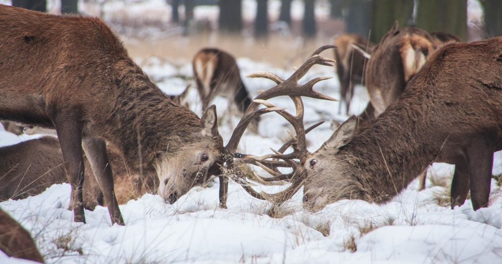 Rich Energy maakt inbreuk met hertenlogo