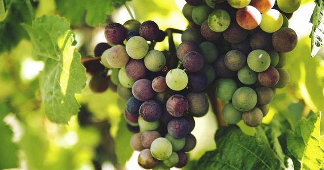 “Natural wine”: commercial success in a legal vacuum