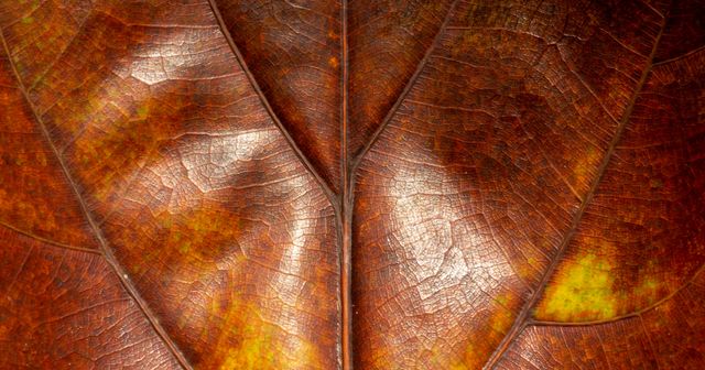 Interprétation des revendications : la parole à la Grande Chambre (G1/24)