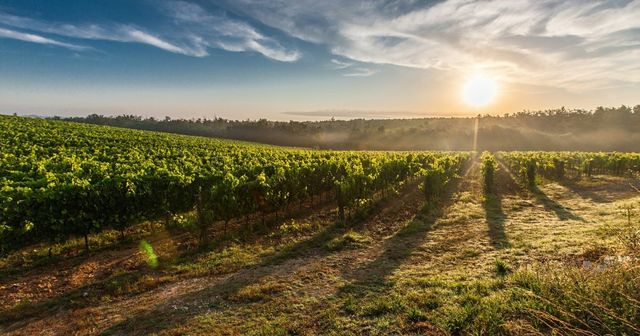 Lutte anti-contrefaçon des vins en Chine : où en sommes-nous ?