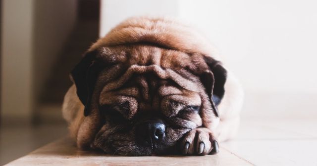 ‘Airbnb for dogs’ suffers bite of trademark law