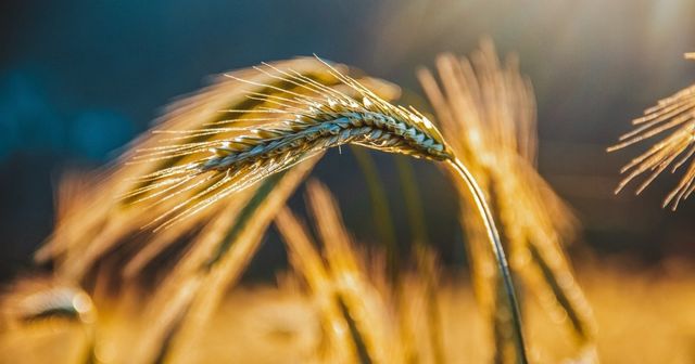 Utiliser des produits bénéficiant d'une Appellation d'Origine : précautions d'emploi !