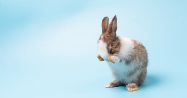 Animal suffering and patentability: The European perspective