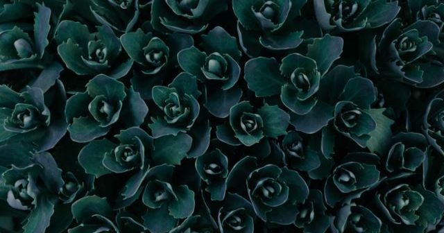 In a nutshell: The WIPO UDRP for domain name disputes