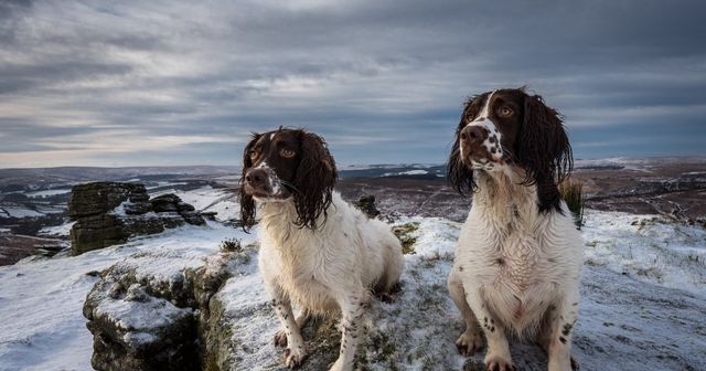 Jack Daniel’s en de Bad Spaniels