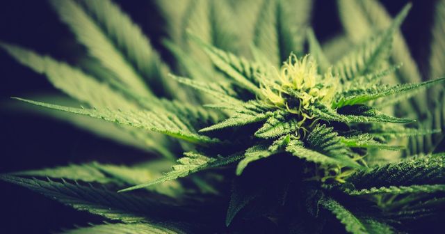 ‘Cheese’ is beschrijvend voor cannabiszaden; merk nietig verklaard