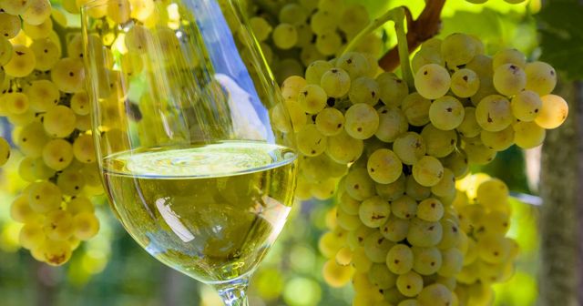 Point sur l'actualité des nouvelles extensions dans le domaine viticole