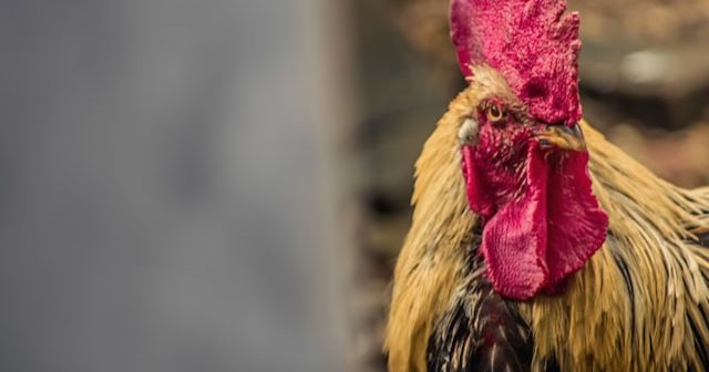 De Franse haan kraait