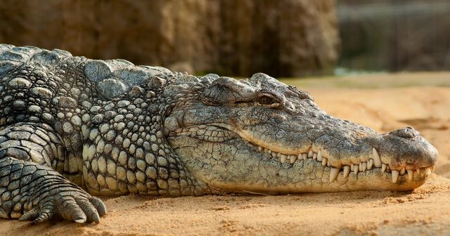 Lacoste vecht tegen andere krokodil