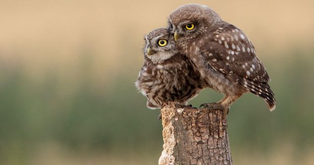 De ene uil lijkt op de andere