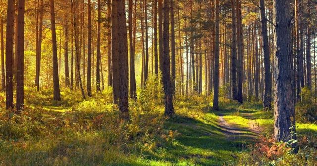 De werkelijkheid ontvluchten: Taylor Swift en Evermore