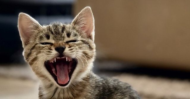 Caterpillar wins catfight over feline trademark at the EUIPO