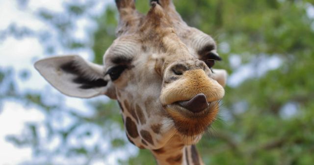 "Fack Ju Göhte"  - Application de l’interdiction des signes contraires à l’ordre public et aux bonnes mœurs.