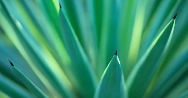 Trademark squatting and the doctrine of bad faith