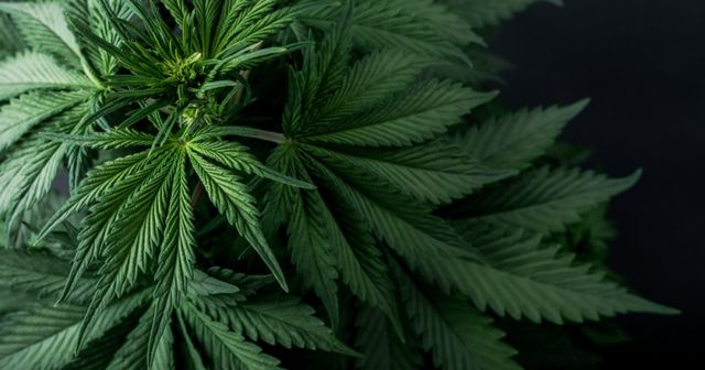 From cocaine to cannabis: Drugs as trademarks in the EU