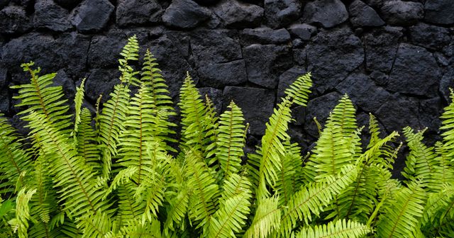 Het onderscheidend vermogen van The Not Company