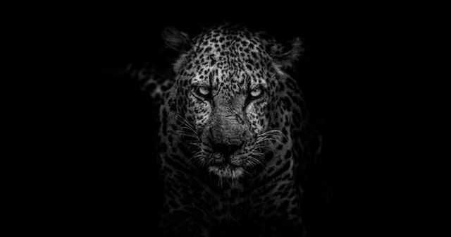 Black and white trademarks: Dare to use in white and black