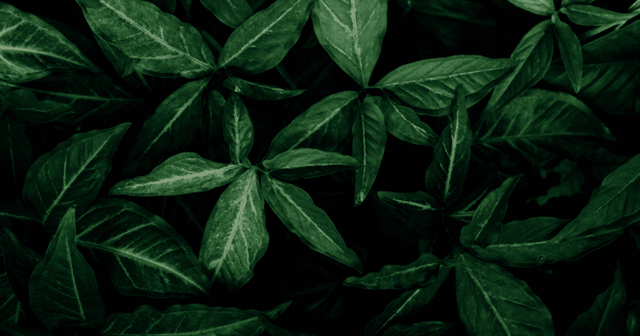 De opkomst van Eco-Merken: Groen, groener, groenst