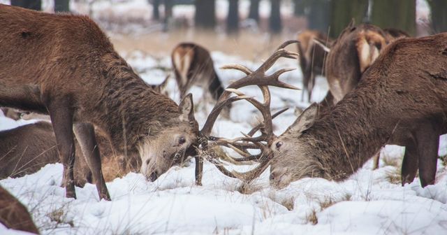 Rich Energy maakt inbreuk met hertenlogo