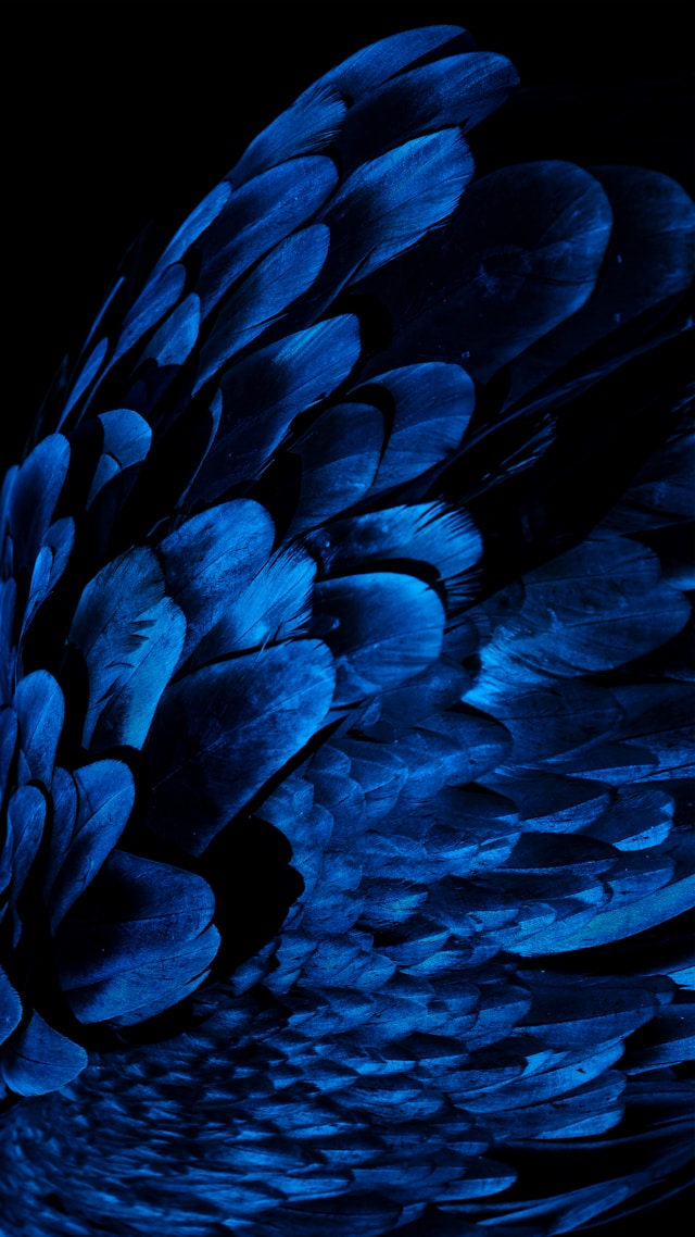 Trademark docketing, image of dark blue wings