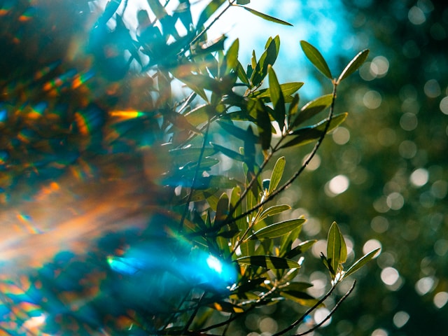 Trademark valuation service, business growth